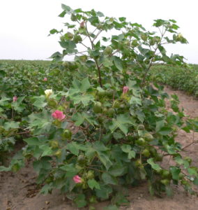 Baumwolle in der Blüte