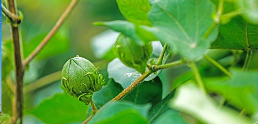 Question Time: Plant Protection – Necessity and Alternatives